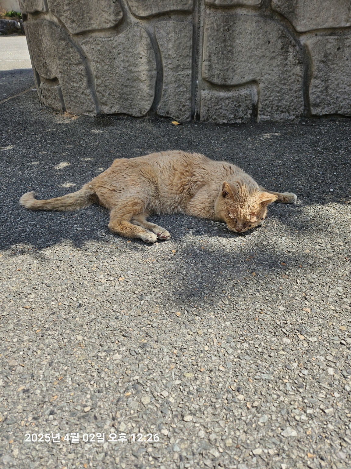 [고양이] 한국 고양이 울산-울주-2025-00223 유기동물 배경 이미지 입니다.